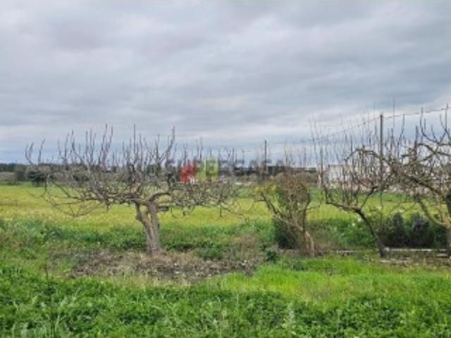 Terreno venda em Nossa Senhora das Neves, Beja