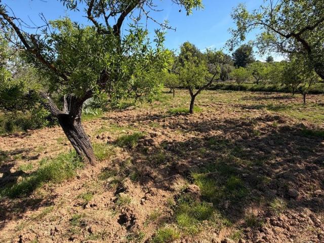 Terreno en venta en la Plana Alta, Valencia