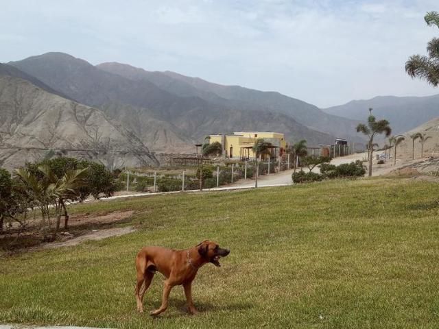 Terreno venta en Canete, Lima Metropolitana