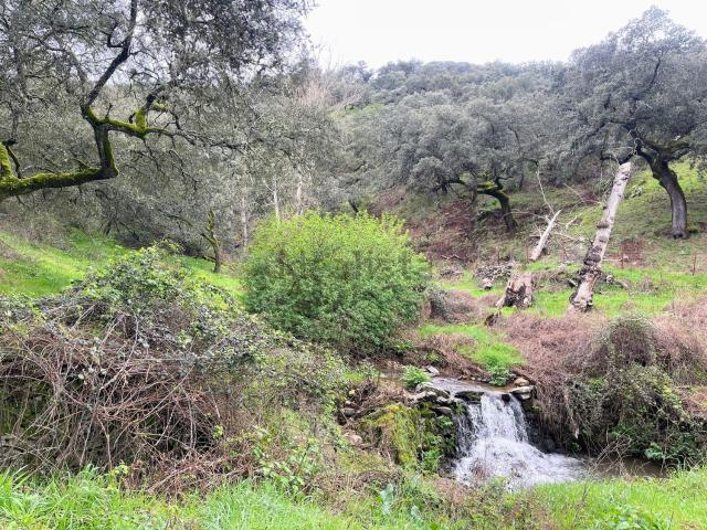 Terreno en venta en Calera De León, Extremadura