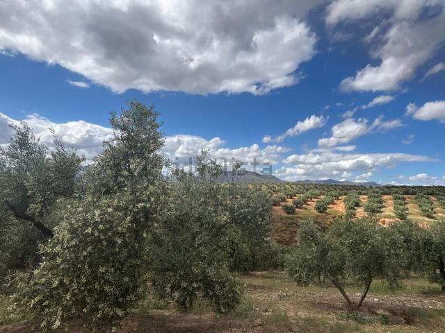 Terreno en venta en Comarca de la Vega de Granada, Andalucía