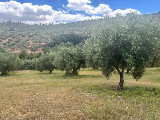Terreno en venta en Comarca de la Vega de Granada, Andalucía