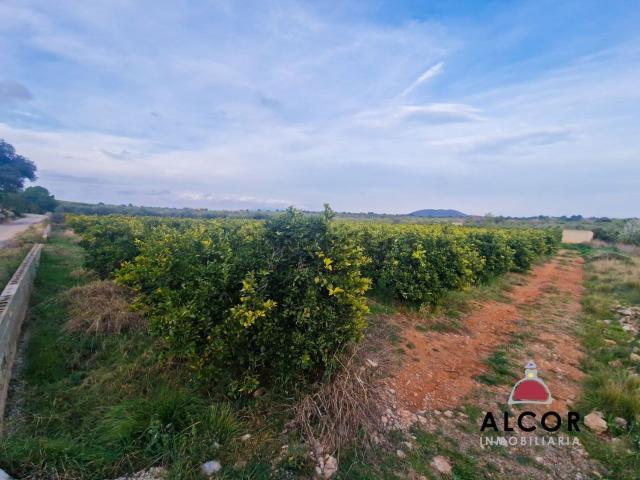 Terreno en venta en el Baix Maestrat, Valencia