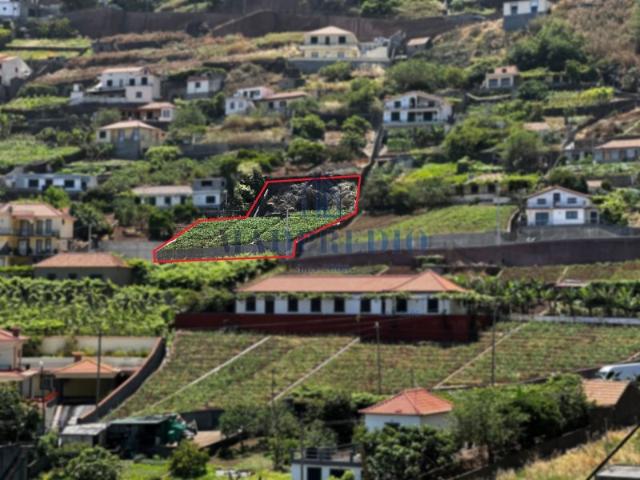 Terreno venda em Rancho, Câmara de Lobos