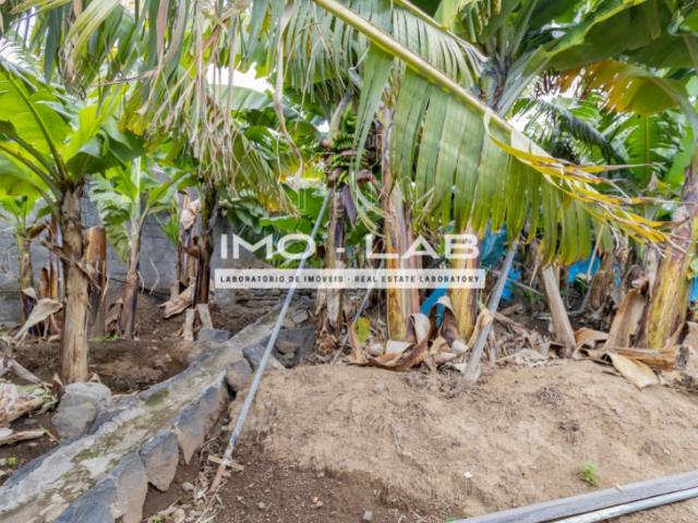 Terreno venda em Câmara De Lobos