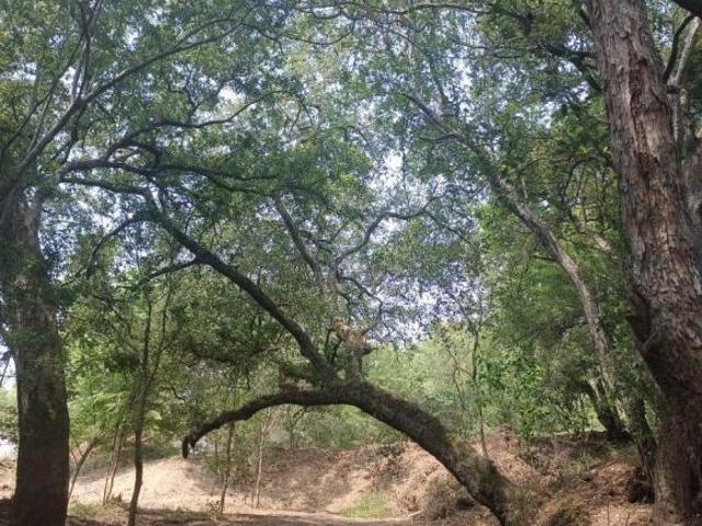 TERRENO CAMPESTRE EN VENTA EN MONTEMORELOS, N.L