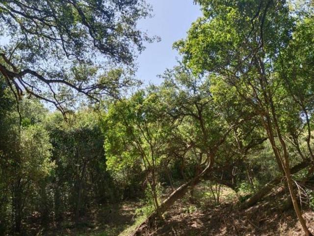 TERRENO CAMPESTRE EN VENTA EN MONTEMORELOS, N.L