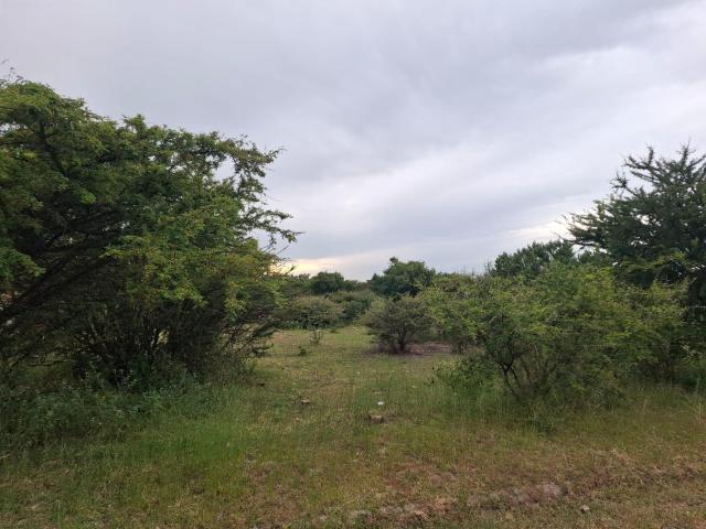 Terreno en venta en Saucillo De Primavera, Región Altos Norte