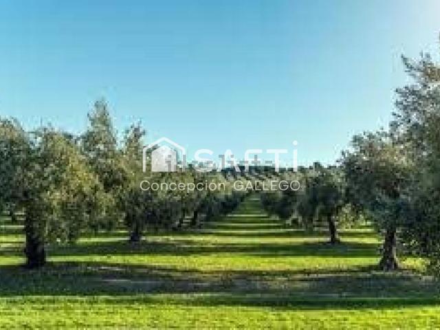 Terreno en venta en Campo De Criptana, Castilla-La Mancha