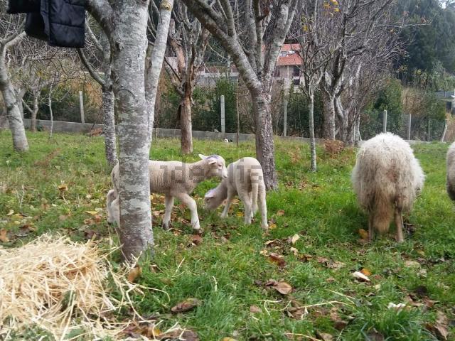 Terreno en venta en O Morrazo, Galicia
