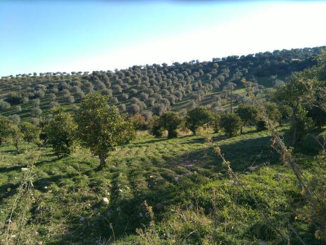 Terreno en venta en Casarabonela, Málaga