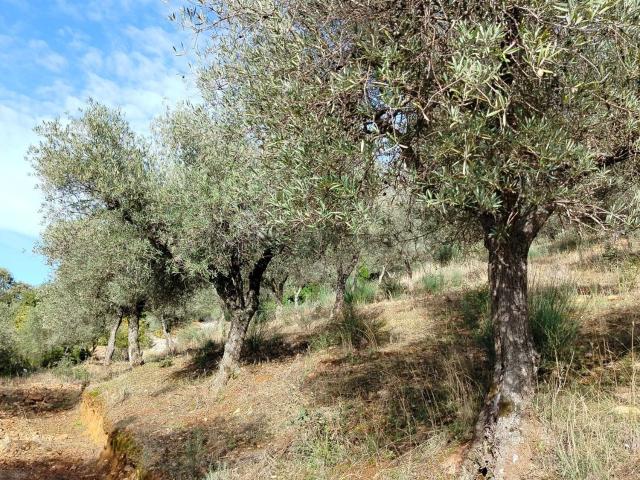 Terreno en venta en Castañar De Ibor, Extremadura