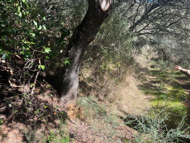 Terreno en venta en Castañar De Ibor, Extremadura