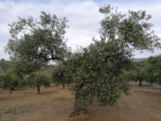 Terreno en venta en Cañamero, Extremadura