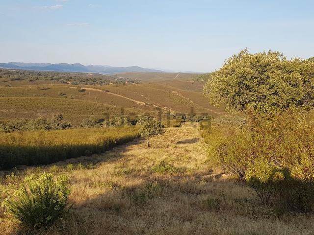 Terreno en venta en Cañamero, Extremadura