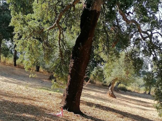 Terreno en venta en Cañamero, Extremadura