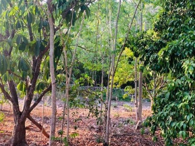 Terreno cerca de tren Maya en Merida Yucatan propiedad privada