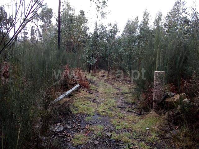 Terreno venda em Travanca, Viseu