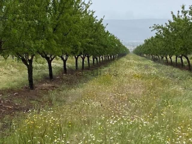 Terreno en venta en Cogollos de Guadix, Granada