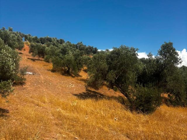 Terreno en venta en Comarca de la Vega de Granada, Andalucía