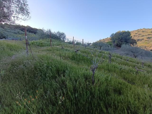 Terreno en venta en Sierra de las Nieves, Andalucía