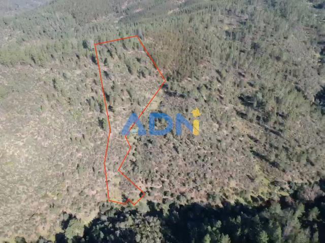 Terreno venda em Castelo Branco