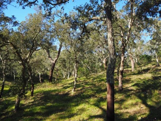Terreno venda em Santiago Do Cacém, Roncão