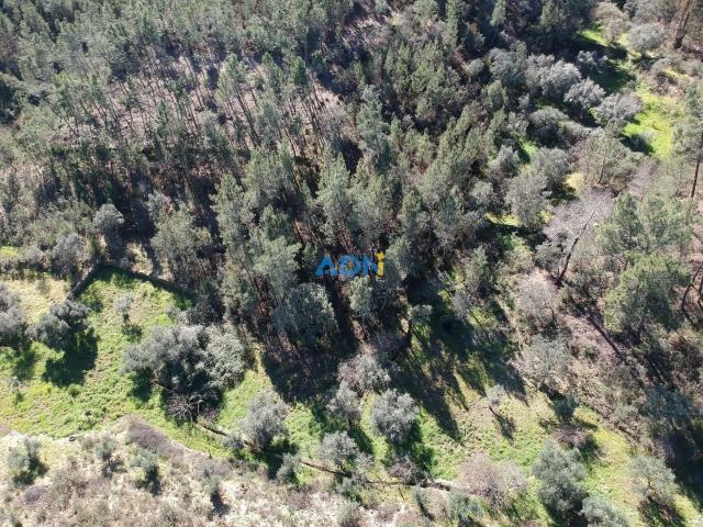 Terreno venda em Castelo Branco