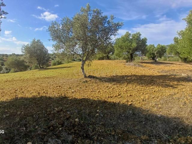 Terreno venda em Casais Martanes, Torres Novas
