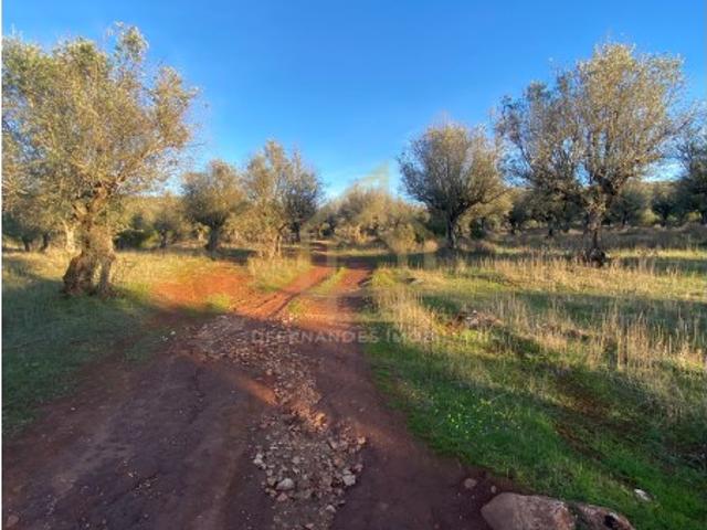 Terreno venda em Sousel