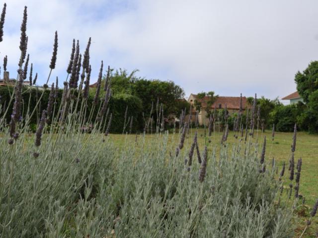 Terreno venda em Óbidos, Leiria
