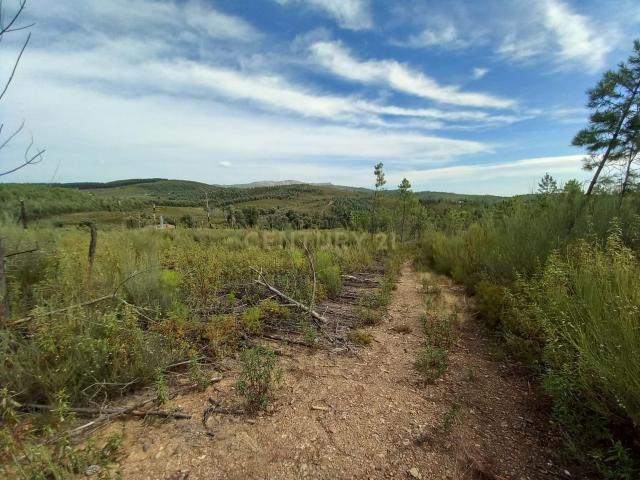 Terreno venda em Castelo Branco