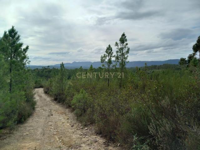 Terreno venda em Castelo Branco