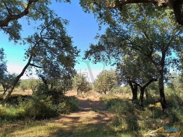 Terreno venda em Estremoz, Évora
