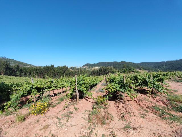 Terreno venda em Mafra, Lisboa