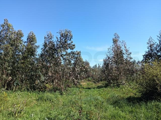 Terreno venda em Albergaria-a-velha, Aveiro