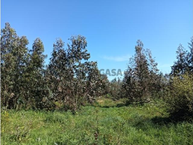 Terreno venda em Albergaria-a-velha, Aveiro