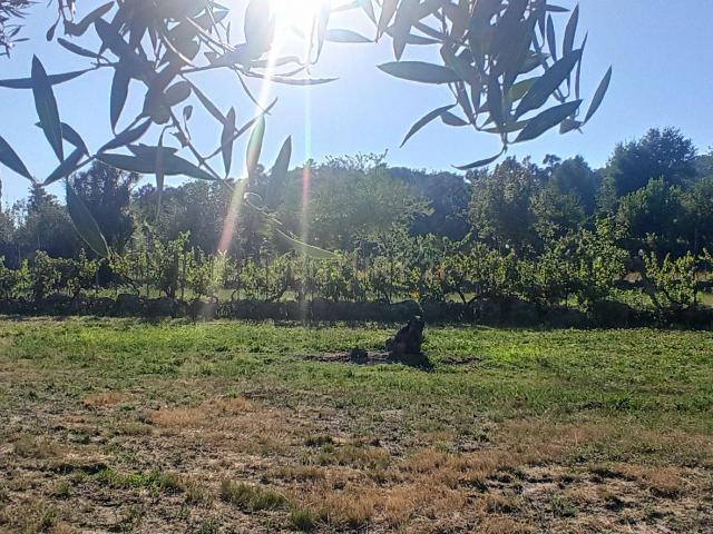 Terreno venda em Viseu