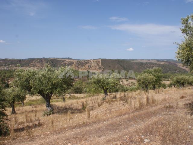 Terreno venda em Nisa, Portalegre