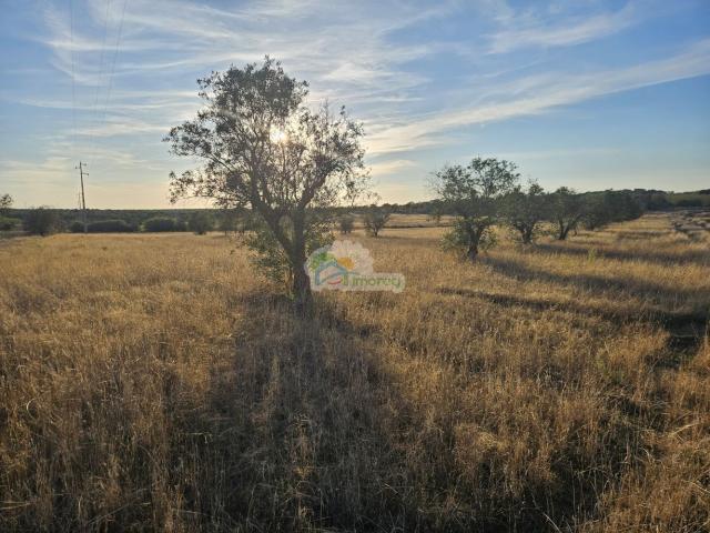 Terreno venda em Torre de Coelheiros, Évora