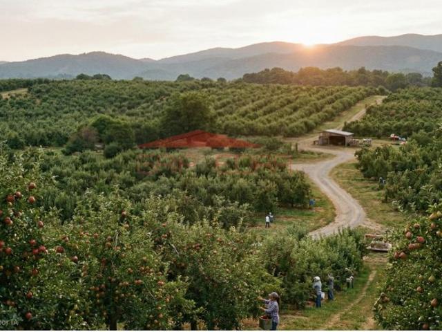 Terreno venda em Vale de Cobro, Setúbal