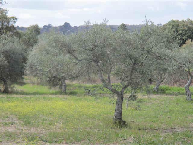 Terreno venda em Castelo Branco