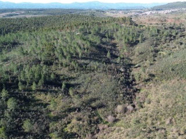 Terreno venda em Castelo Branco