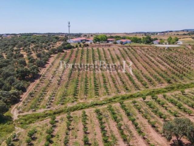 Terreno venda em Estremoz, Évora
