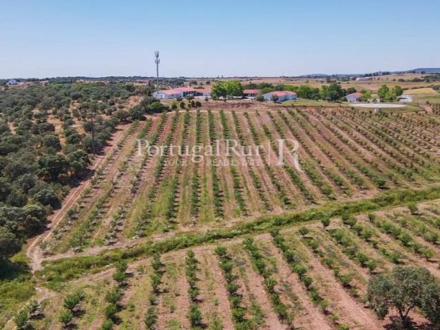 Terreno venda em Estremoz, Évora