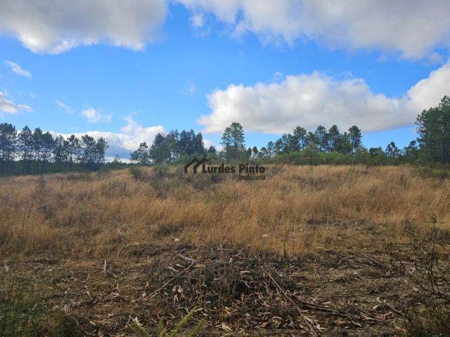 Terreno venda em Castelo Branco