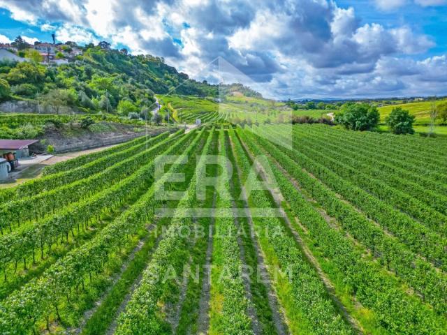 Terreno venda em Santarém