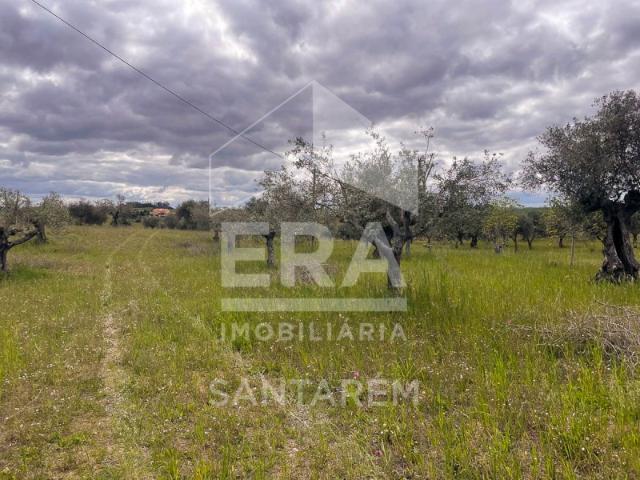 Terreno venda em Santarém