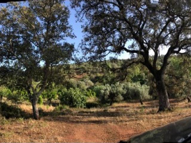 Terreno venda em São Bartolomeu De Messines, Faro