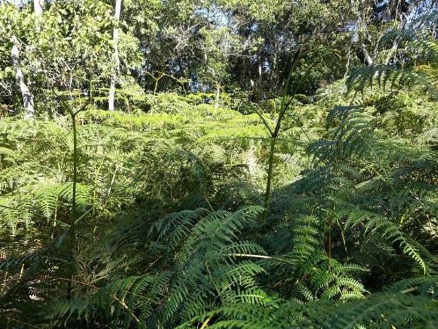 Terreno venda em Juquitiba